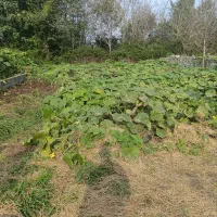 زمین مسکونی