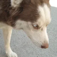 سگ هاسکی ماده|سگ|بناب, |دیوار