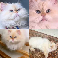 واگزاری گربه پرشین