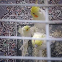 عروس هلندی وکوتوله دستی وسخنگو|پرنده|بیرجند, |دیوار