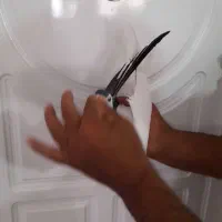 راست سیله خوشکل بدون ایراد|پرنده|اسفراین, |دیوار