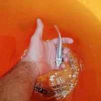 ماهی کوی باله بلند چرم|ماهی|اصفهان, فرح آباد|دیوار