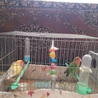 طوطی برزیلی