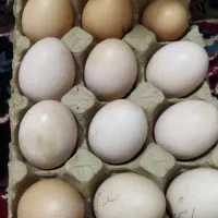 تخم لاری|حیوانات مزرعه|گرگان, |دیوار