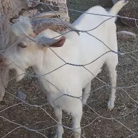 بزغاله نر ۶ماهه سانن