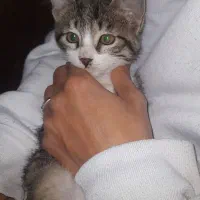 واگذاری رایگان گربه