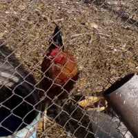 خروس محلی چاق