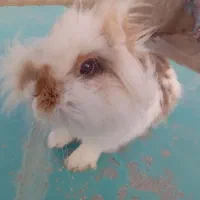 خرگوش  لوپ|موش و خرگوش|تربت جام, شهرک آزادگان|دیوار