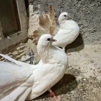 دم چتری کانادایی|پرنده|کاشان, لتحر|دیوار