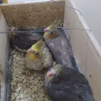 عروس هلندی|پرنده|بندر گناوه, |دیوار