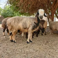 میش|حیوانات مزرعه|شوشتر, |دیوار