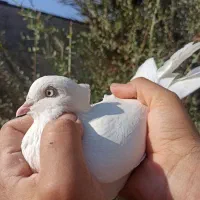 کبوتر اراکی سفید خورموج