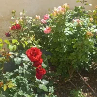 آپارتمان مسکونی 78متری|فروش آپارتمان|نمین, |دیوار