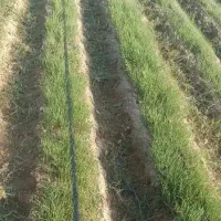 نهال پیاز مینروا