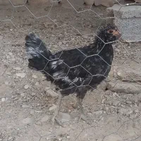 فروش خروس ومرغ محلی|حیوانات مزرعه|خورموج, |دیوار