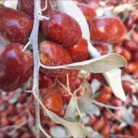 سنجد تازه امسال نرم و رسیده