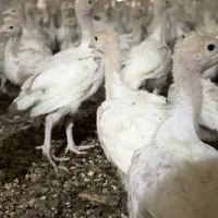 جوجه درجه یک سنگین وزن بوقلمون|حیوانات مزرعه|بیرجند, |دیوار