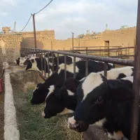 گوساله نر باخرز