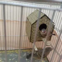 فنچ|پرنده|تهران, جوادیه تهرانپارس|دیوار