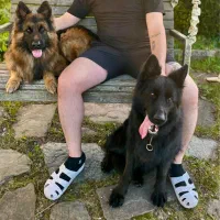 توله ژرمن شپردشولاین کینگ