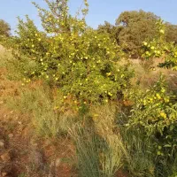 یک قطعه باغ در تاف