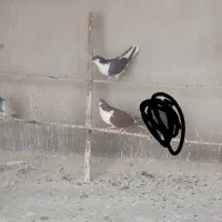 کفتر نقش. و پرشی|پرنده|یزد, |دیوار