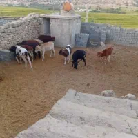 گوساله نر گاو سفید یاسوج|حیوانات مزرعه|تهران, فلسطین (میدان انقلاب)|دیوار