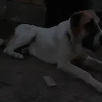 سک تر‌کمن|سگ|انبارآلوم, |دیوار