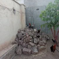 مرغ‌گلین‌تخم‌گذار