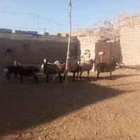 کاور تقلی آبستن