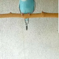 مرغ عشق گمشده|پرنده|شبانکاره, |دیوار