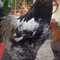 مرغ وخروس برهما و جوجه برهما|حیوانات مزرعه|آزادشهر, |دیوار