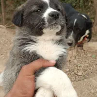 واگذاری سگ قدرجونی|سگ|دزفول, |دیوار