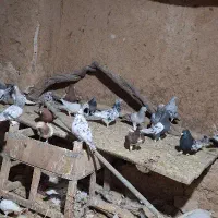 ماده سرور کبوتر همه بخونین