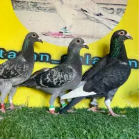 ۲دسته کفتر بوم المانی و صید