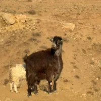 بره گوشتی بز‌گوشتی