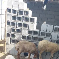 بره نر|حیوانات مزرعه|تخت, |دیوار