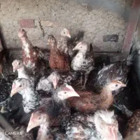 جوجه محلی درجه یک