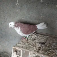 کبوتر گرفتنی|حیوانات|ارومیه, |دیوار