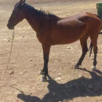 مادیون|اسب و تجهیزات اسب‌سواری|خرم‌آباد, |دیوار