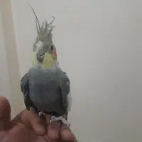 چهار عدد عروس هلندی بالغ