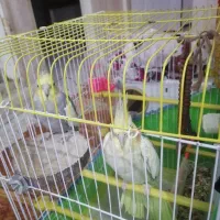 یک جفت عروس هلندی