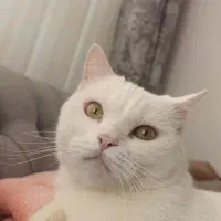 گمشده