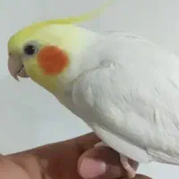 عروس هلندی سخنگو