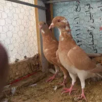 کبوتر زرد و مینا زرد|پرنده|زاهدان, |دیوار