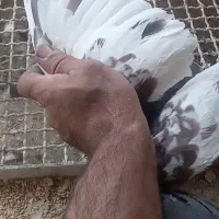 ماده یال و سرور|پرنده|شیراز, کوزه گری|دیوار