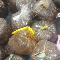 خرما مرداب سنگ