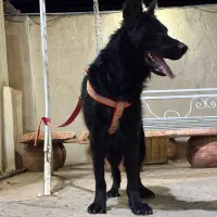 جفت مولدژرمن شولاین