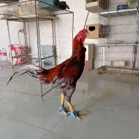 جوجه لاری افغان.بلنددر رباط کریم