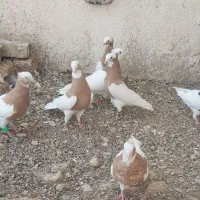 کبوتر‌طوق
